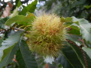 castagne